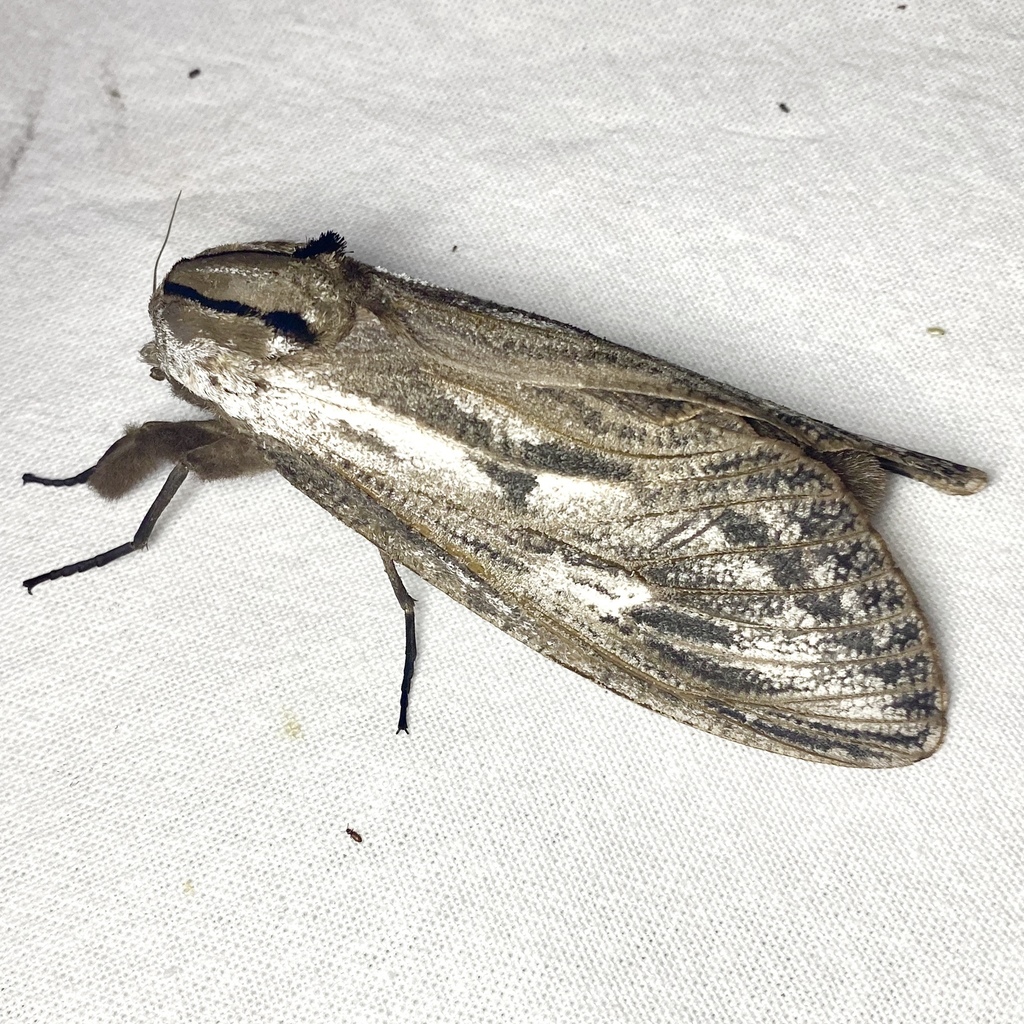 Endoxyla mackeri