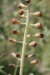 Muscari comosum