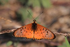 Acraea oncaea