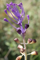 Muscari comosum