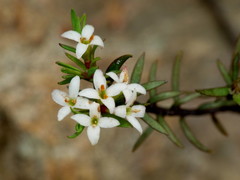 Pimelea suteri