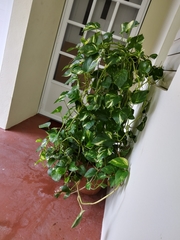 Epipremnum aureum
