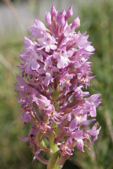 Anacamptis pyramidalis pyramidalis