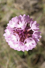 Anacamptis pyramidalis pyramidalis
