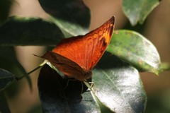 Apectinaria