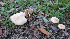Marasmius collinus