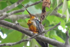 Heliomaster squamosus