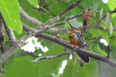 Heliomaster squamosus