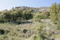 Quercus aucheri