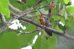 Heliomaster squamosus