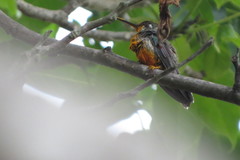 Heliomaster squamosus