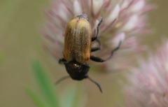 Labidostomis longimana