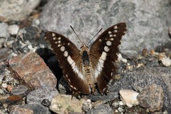 Charaxes achaemenes
