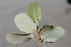 Quercus aucheri