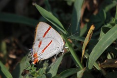 Iolaus sidus