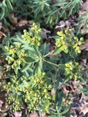 Euphorbia oblongata
