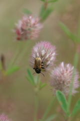 Labidostomis longimana