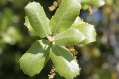 Quercus aucheri