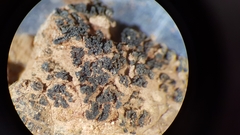 Enchylium coccophorum