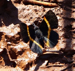 Parcella amarynthina