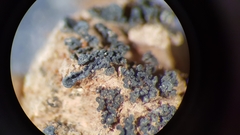 Enchylium coccophorum