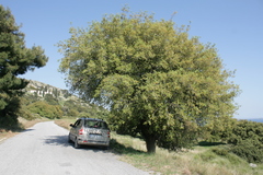 Quercus aucheri