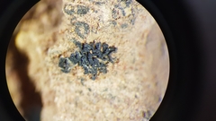 Enchylium coccophorum