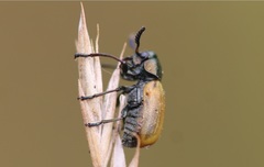 Labidostomis longimana