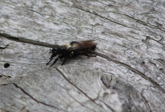 Laphria janus