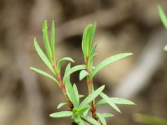 Pimelea suteri