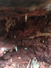 Mucronella fusiformis