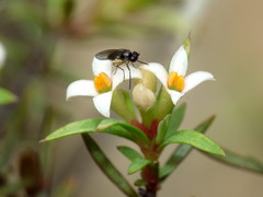 Pimelea suteri