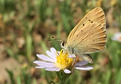 Tharsalea dorcas sangremar