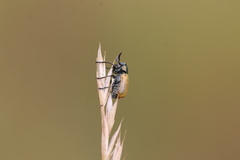 Labidostomis longimana
