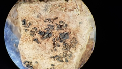 Enchylium coccophorum