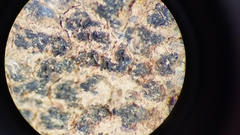 Enchylium coccophorum