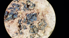 Enchylium coccophorum