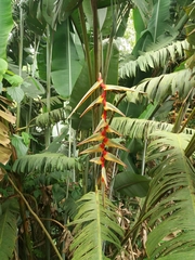 Heliconia griggsiana
