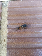 Yoyetta landsboroughi