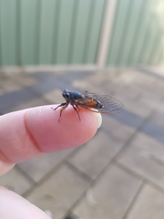 Yoyetta landsboroughi