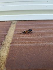 Yoyetta landsboroughi