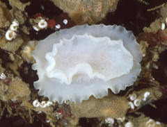 Phyllidiopsis blanca