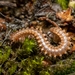 Nanogona polydesmoides - Photo (c) Max Carter, some rights reserved (CC BY-NC), uploaded by Max Carter