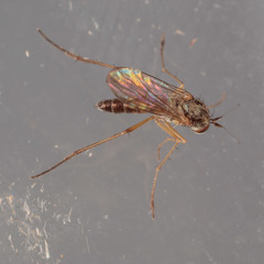 Calyxochaetus nodatus