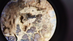 Placidium squamulosum