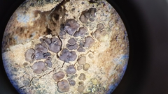 Placidium squamulosum