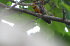 Heliomaster squamosus