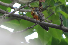 Heliomaster squamosus
