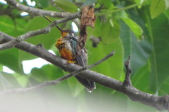 Heliomaster squamosus