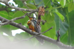 Heliomaster squamosus